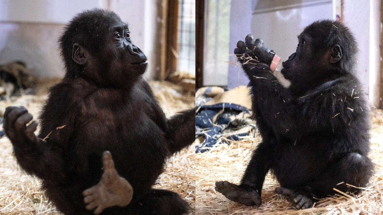 From Fear to Freedom: Baby Gorilla Zeytin’s Heartwarming Transformation