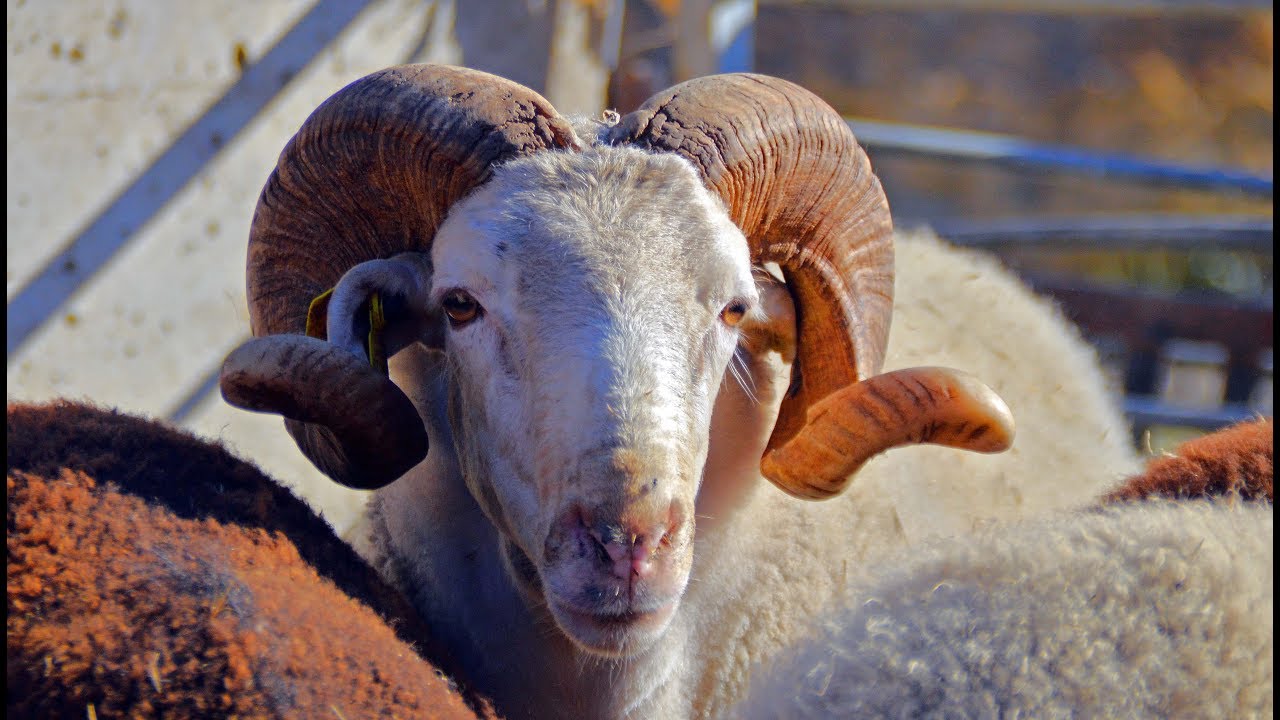 💛 La oveja CHAMARITA. Cornago, La  Rioja 🐑🐑🐑🐑