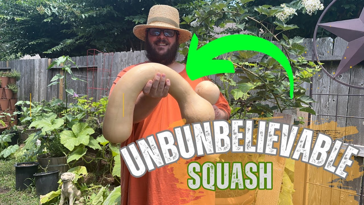 Tahitian Melon Squash Harvest (A Heirloom Butternut Type Squash)
