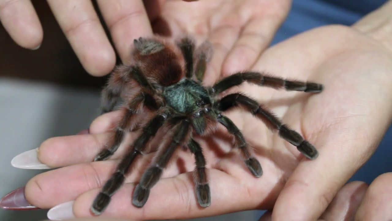 ¿Cómo manipular una tarantula?