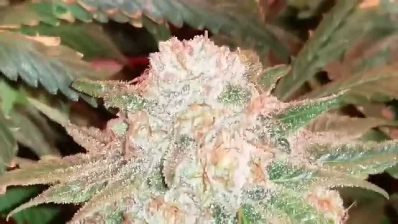 Plush berry