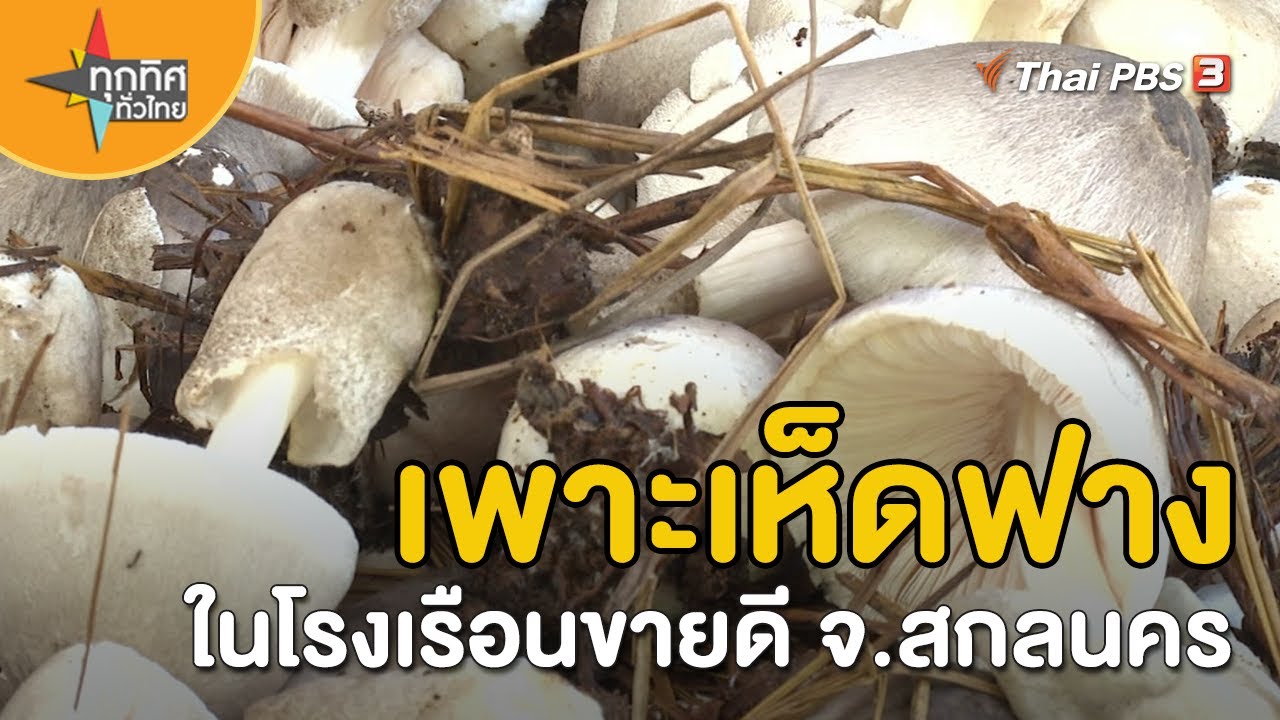 เพาะเห็ดฟางในโรงเรือน ขายดี จ.สกลนคร | อาชีพทั่วไทย | ทุกทิศทั่วไทย