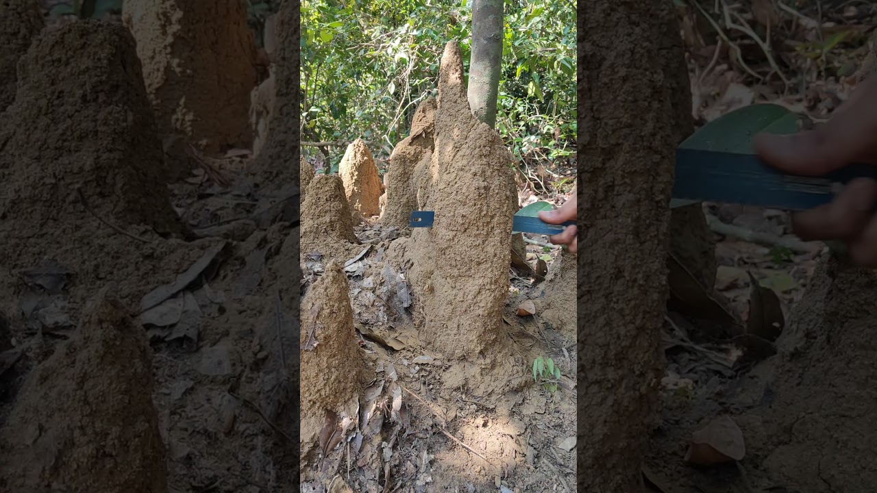 TERMITE MOUND SECTION 2