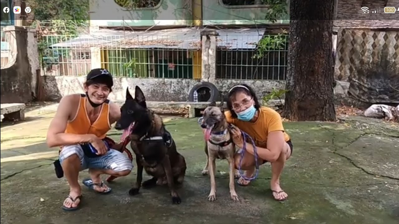 2 BELGIAN MALINOIS walking exercise with dancing mom