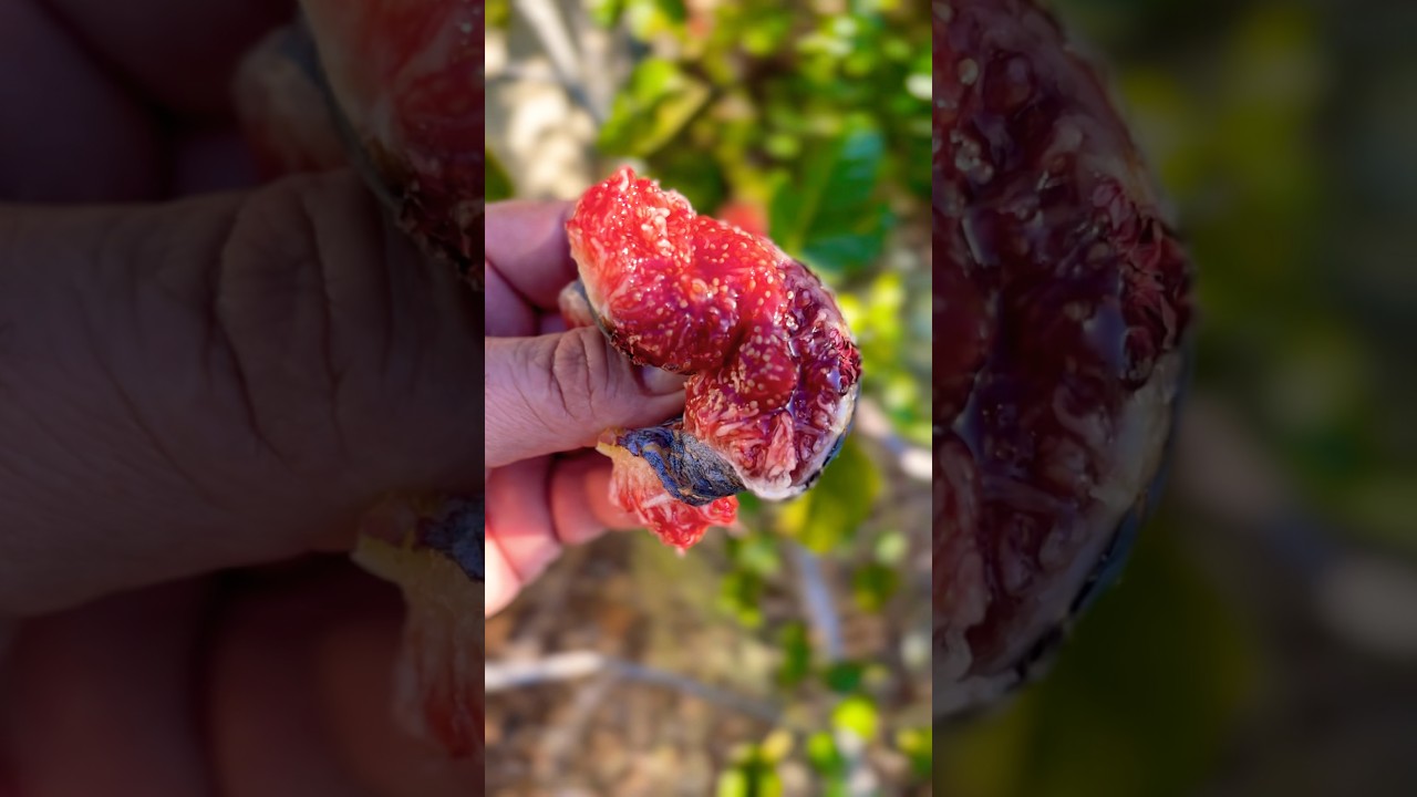 Rare Calderona Fig Oozing Honey! Insanely Jammy & Perfectly Ripe&mdash;Best Fig Ever?