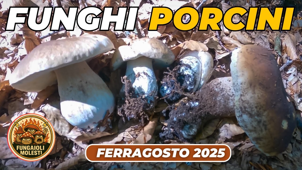 FUNGHI PORCINI - Agosto 2025 -  bosco di faggio terreno secco,  ma noi ci difendiamo!