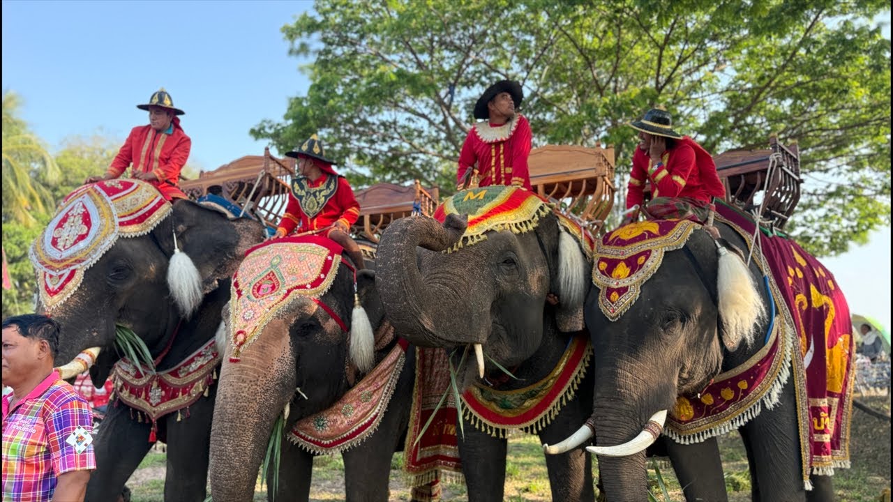 ช้าง4 เชือก แห่ที่บ้านงิ้ว ตำบลหนองม่วง อำเภอบรบือ จังหวัดมหาสารคาม ￼￼￼￼￼