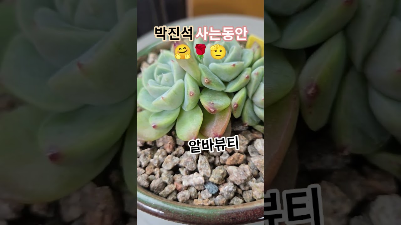 #박진석#사는동안#불금#구독좋아요#다육식물#succulent