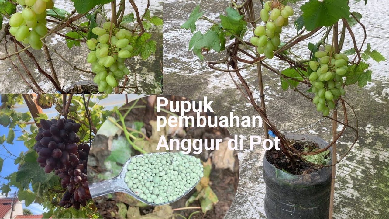 Rahasia Pemupukan Anggur di Pot Supaya Buah Lebat | fertilizing grapevine in pots