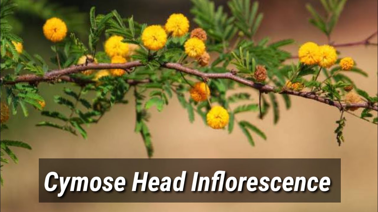 Cymose Head Inflorescence (Lecture 25) In Hindi/Urdu.