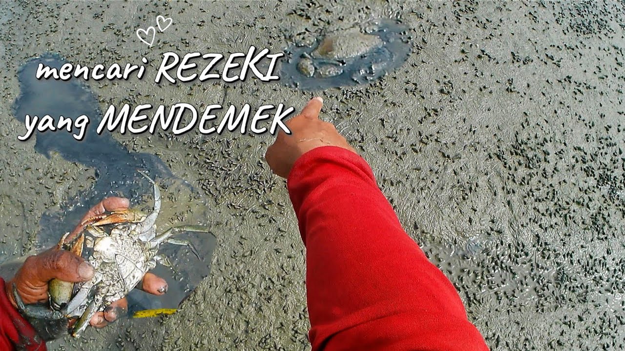 PANEN CUAN! Berburu Kepiting Bakau di Tambak Pasca Panen Ikan – Limbah ikan melimpah Jadi Duit!