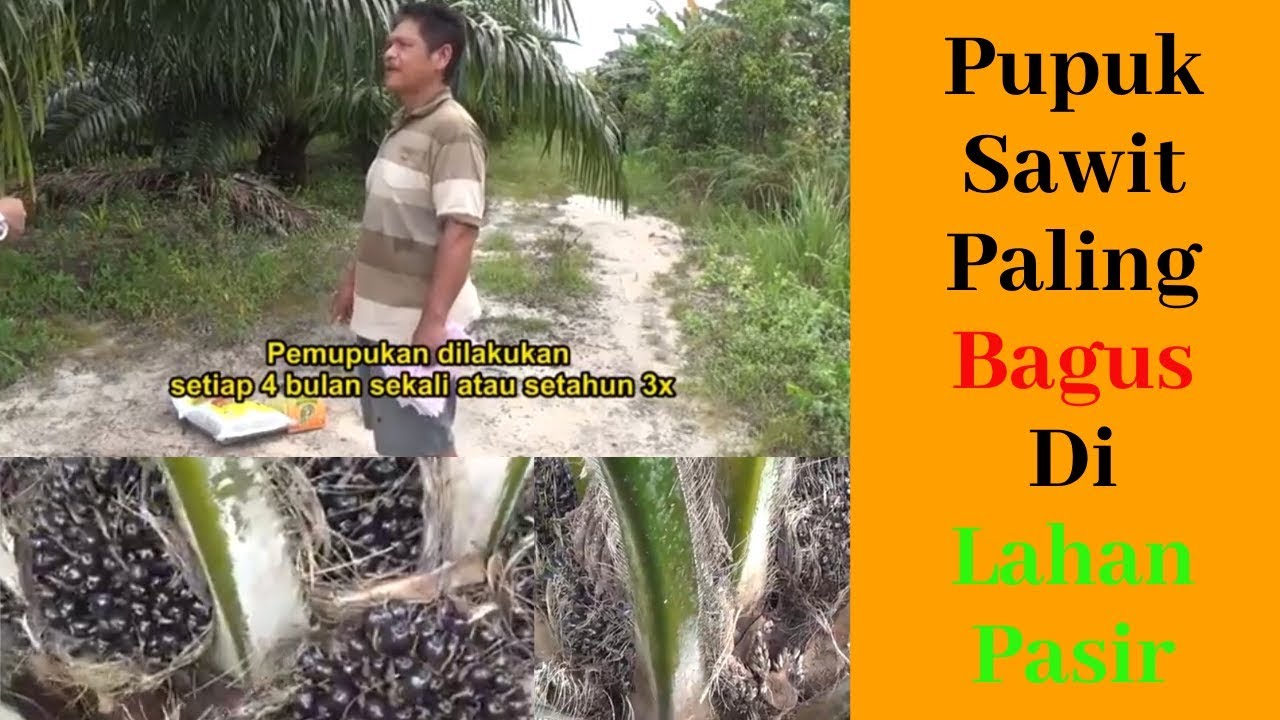 Pupuk Sawit Di Lahan Pasir Paling Bagus | PUPUK SAWIT TANAH PASIR