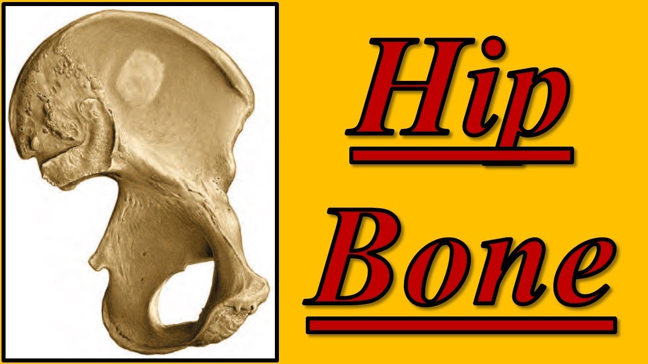 Hip Bone|| Lower Limb || كلية الطب - مادة التشريح || (M1---) || [4]