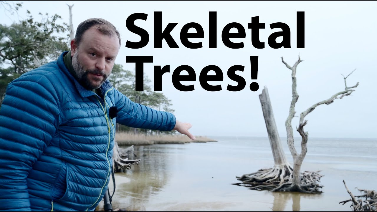 Skeletal Trees in Nags Head! Landscape Photography at a Seaside Tree Graveyard in the Outer Banks!