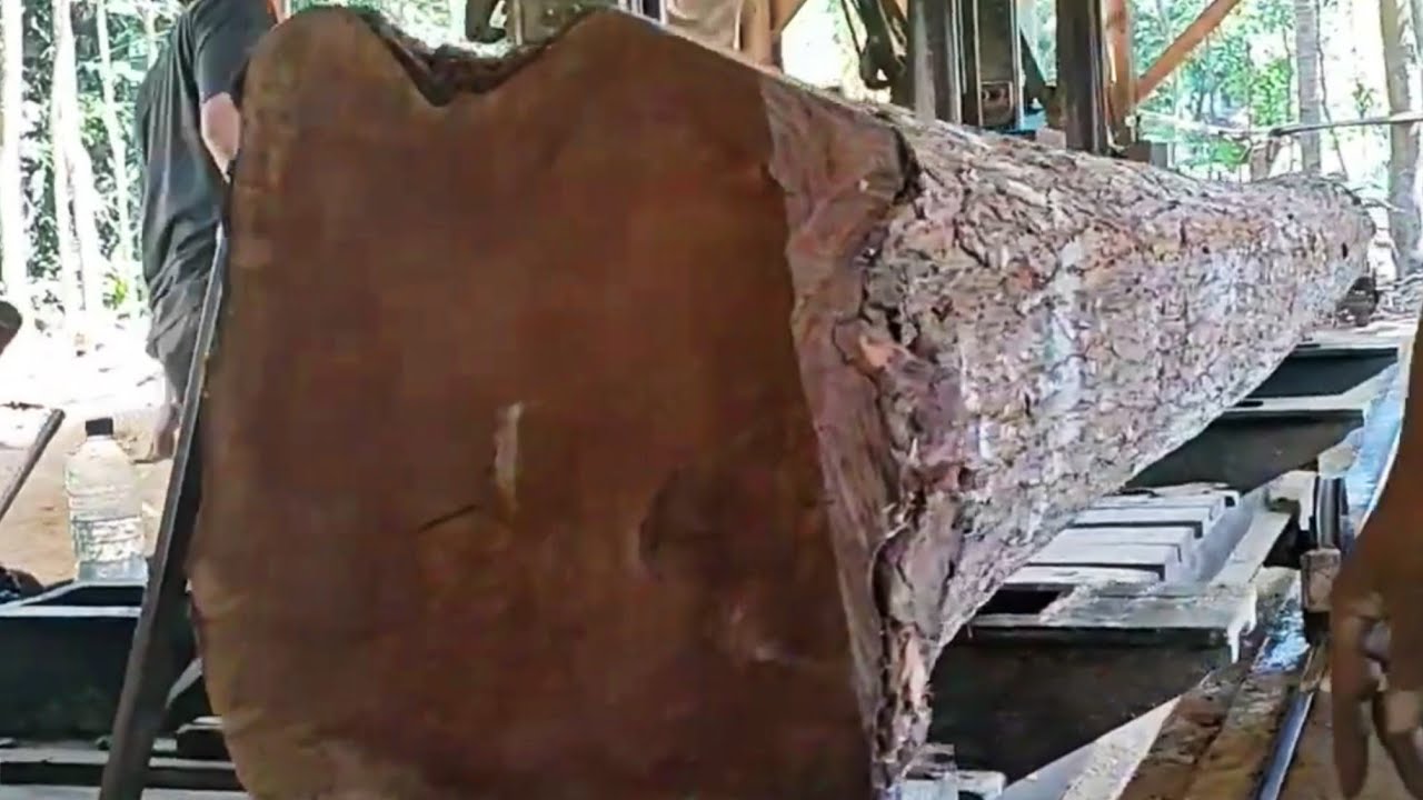 The amazing process of cutting the longest mahogany stump at the sawmill 