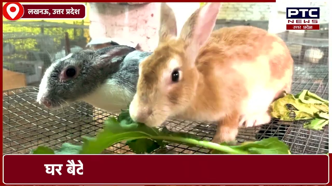 India's No 1 Rabbit Farming company Since 2010 For more info whats app on 9571481888