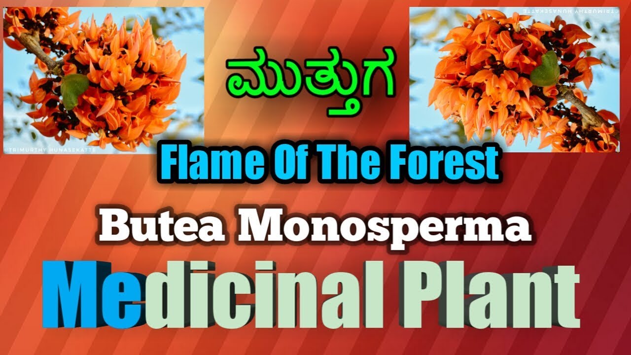 ಮುತ್ತುಗ, Flame of The Forest, Butea Monosperma