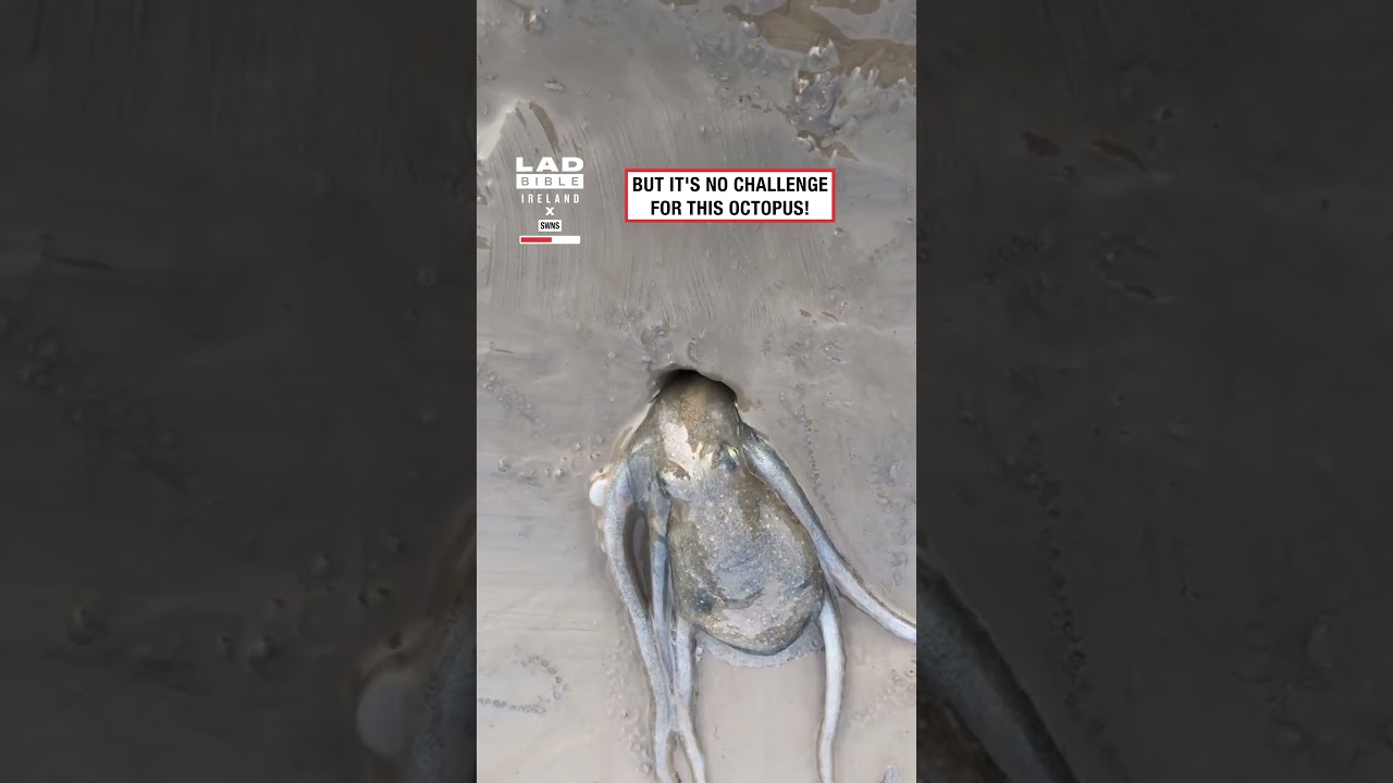 Octopus Vanishes Into Unbelievably Small Hole... 😳