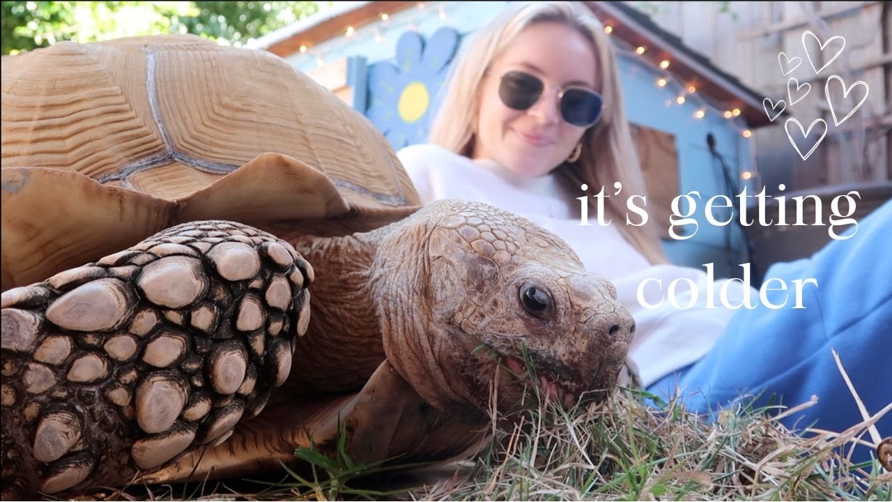 A day with a 175 pound tortoise