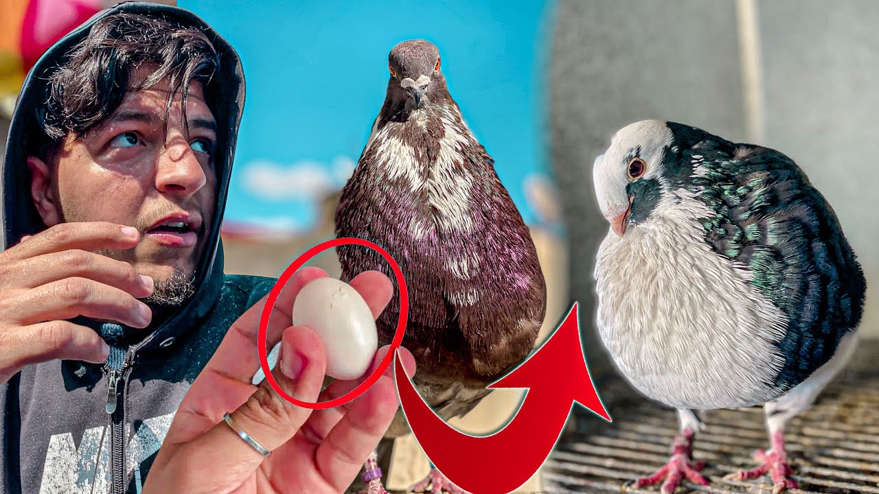 اخيرا اول مرة لبيض ديال الحمامة الفاسية كيفقص 😍 انا فرحا بزاف 😂