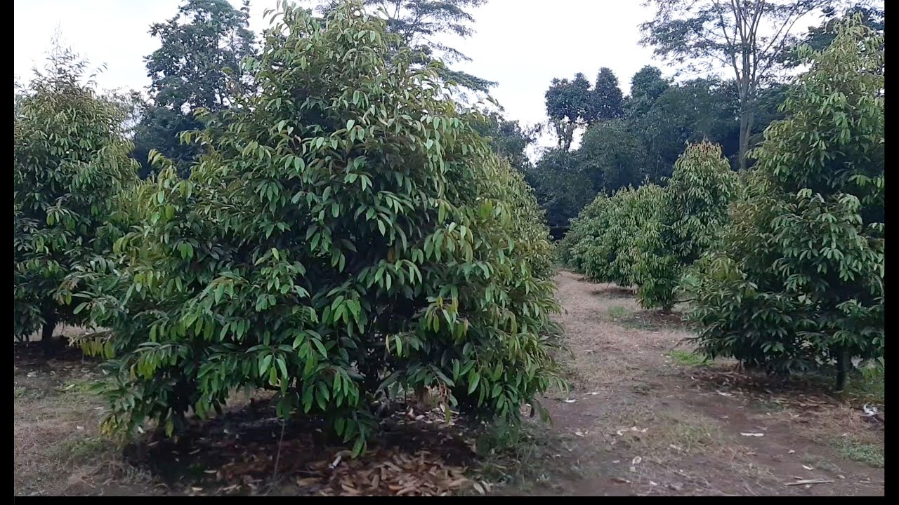 Penyiraman kebun durian otomatis mengunakan selang hydrosol