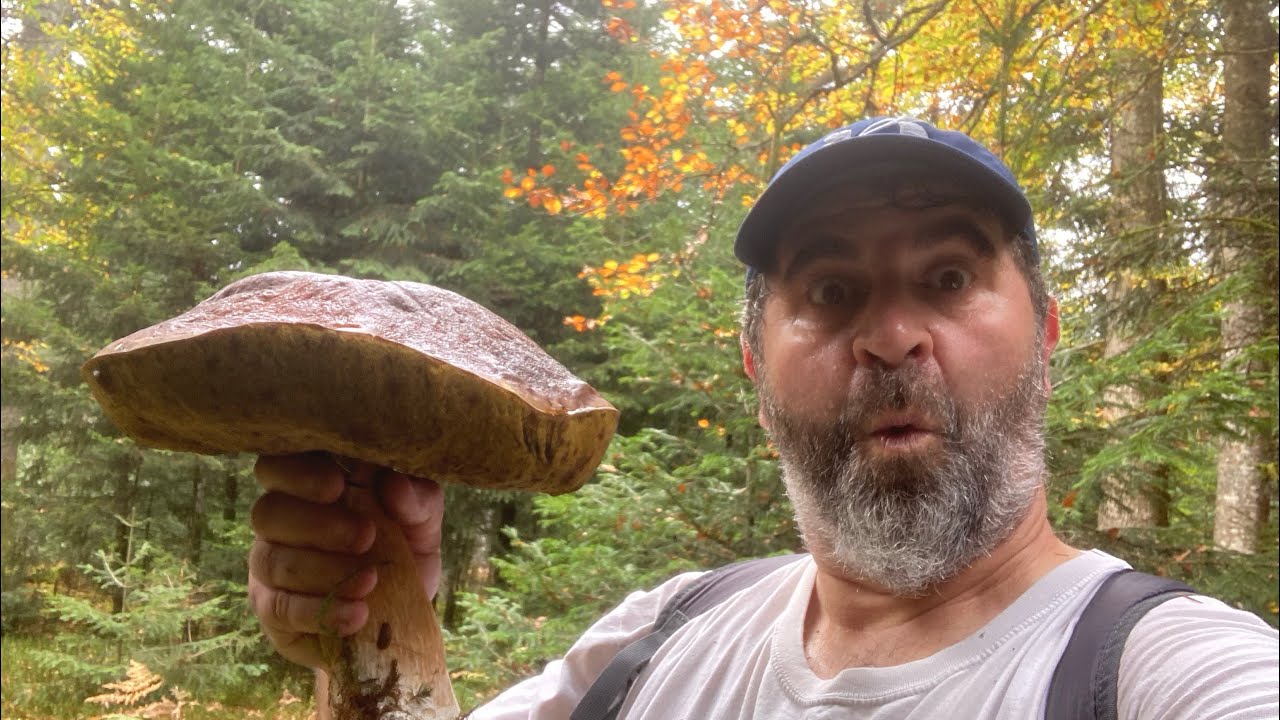Cèpes de bordeaux / chanterelles et trompettes des morts 👍👍