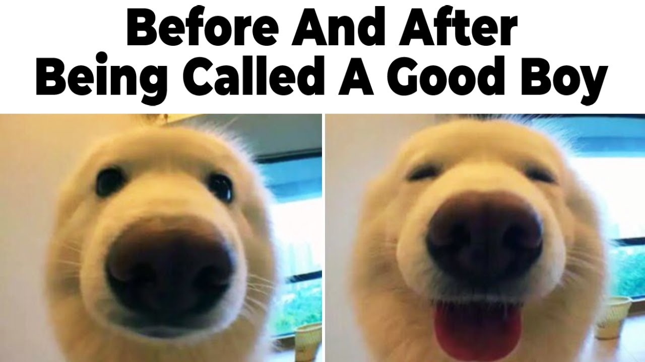 Dog Memes