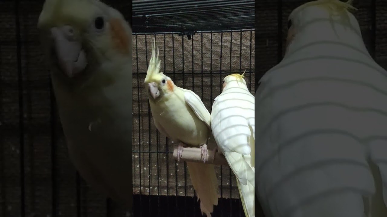 How to Stop Birds from feather Plucking 🤔 #cockatielqueen #cockatiel #pets #parrot #birds #mithu