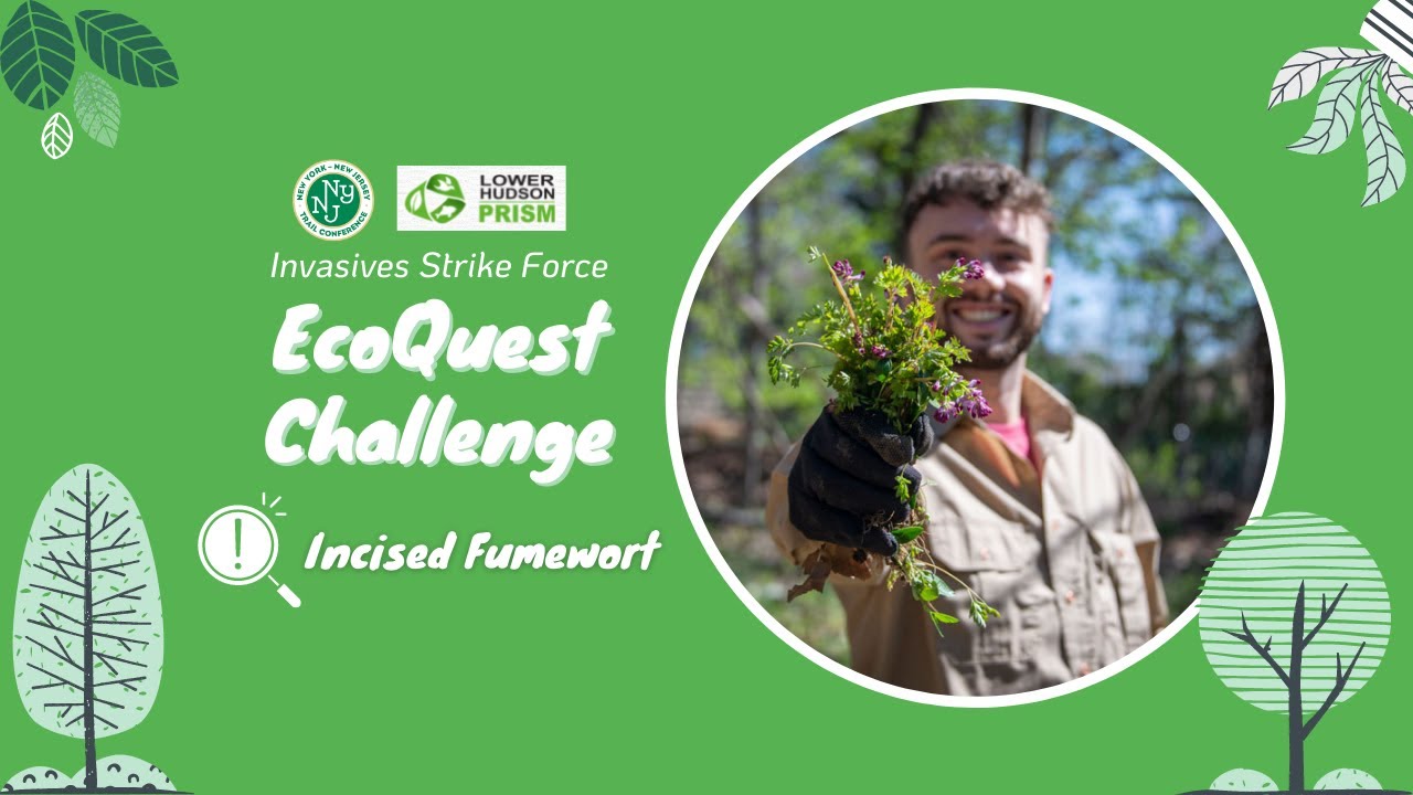 THWART Incised Fumewort! | Invasives Strike Force EcoQuest Challenge | May 2022