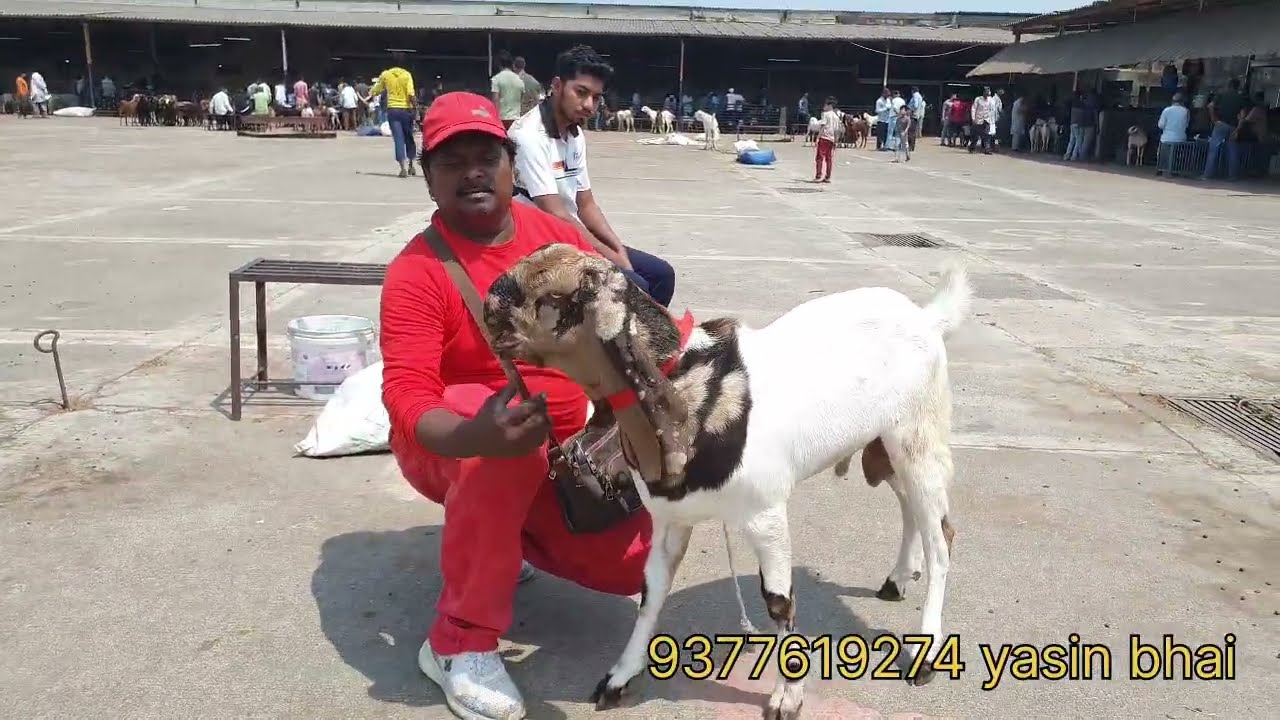SACHIN BAKRA MANDI I SURAT BEST MANDI