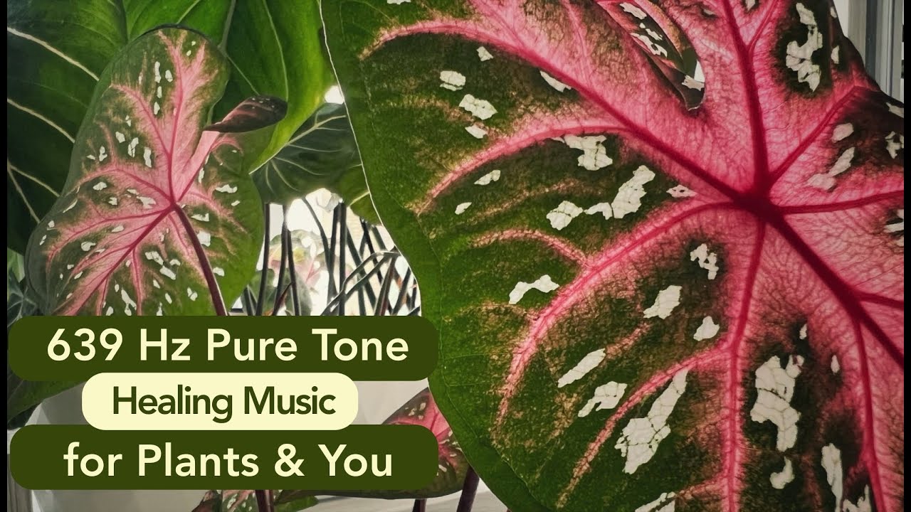 639 Hz Healing Music for Plants & People 🌱 Includes Pure Tone for Heart Harmony & Plant Growth