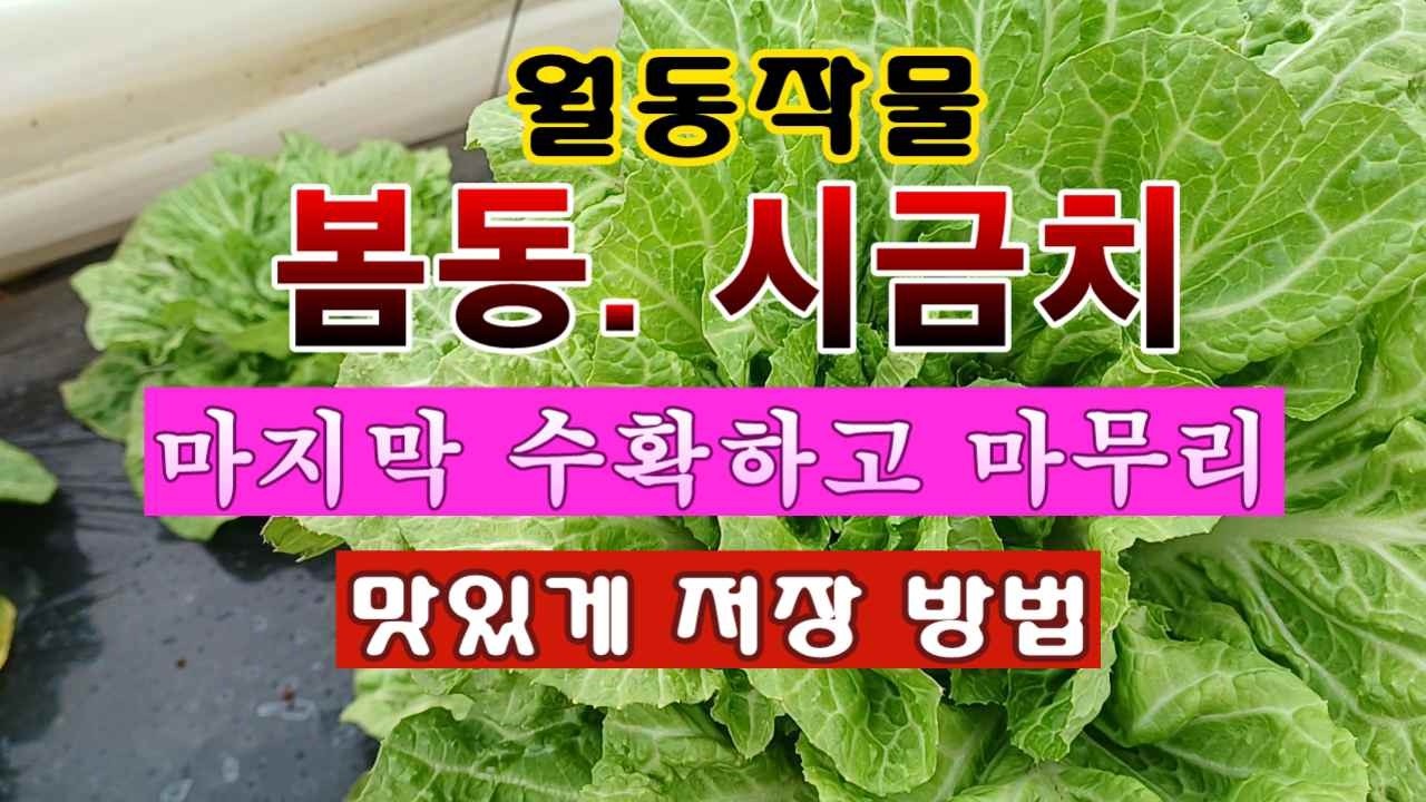 [텃밭농부 2,165]  월동채소 봄동과 시금치 마지막 수확하고 맛있게 저장하기! #봄동재배 #시금치재배