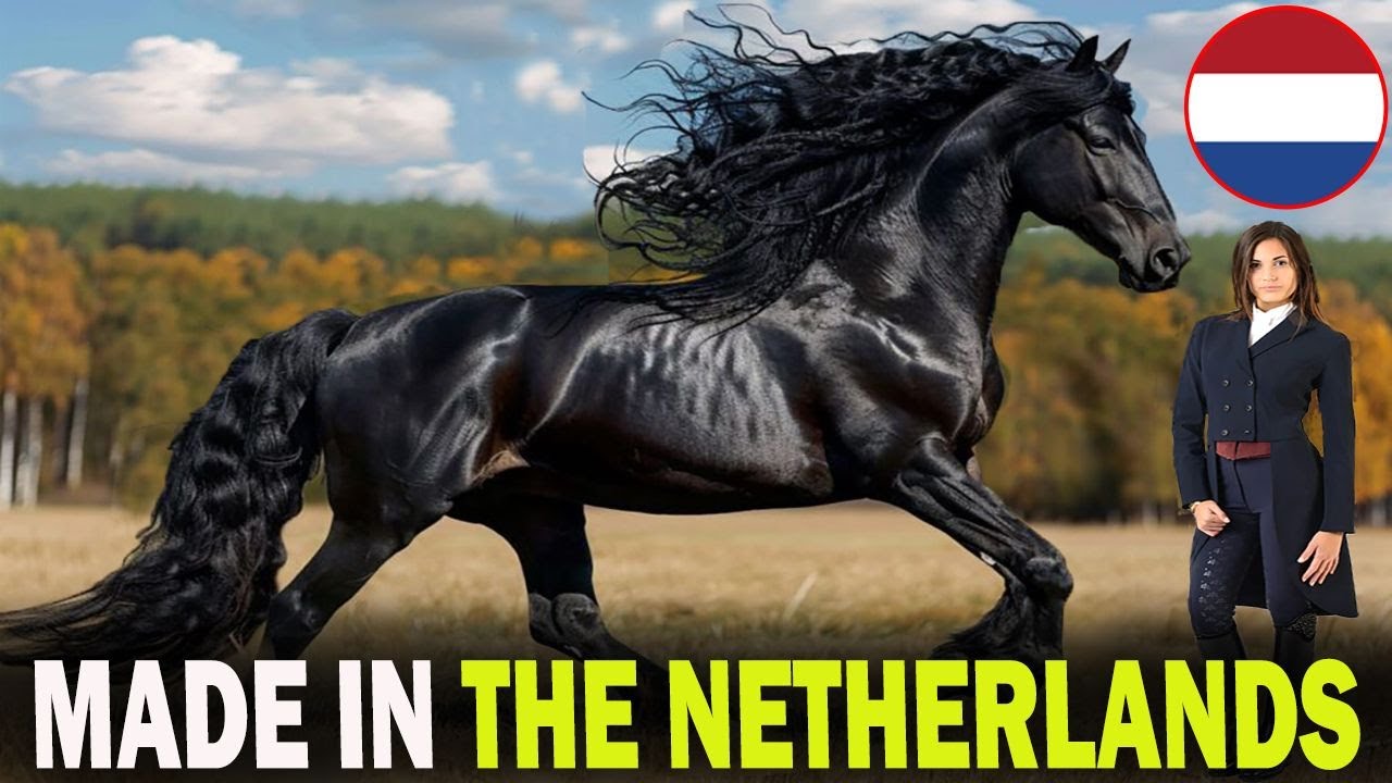 5 FAMOUS Dutch Horse Breeds That Will Blow Your Mind!!