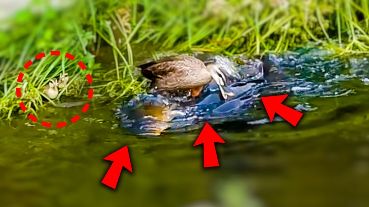 Mama Kaczka kontra Olbrzymie Koi 🦆🐟 Kaczuszki Odkrywają Ikry Ryb & Drzemka