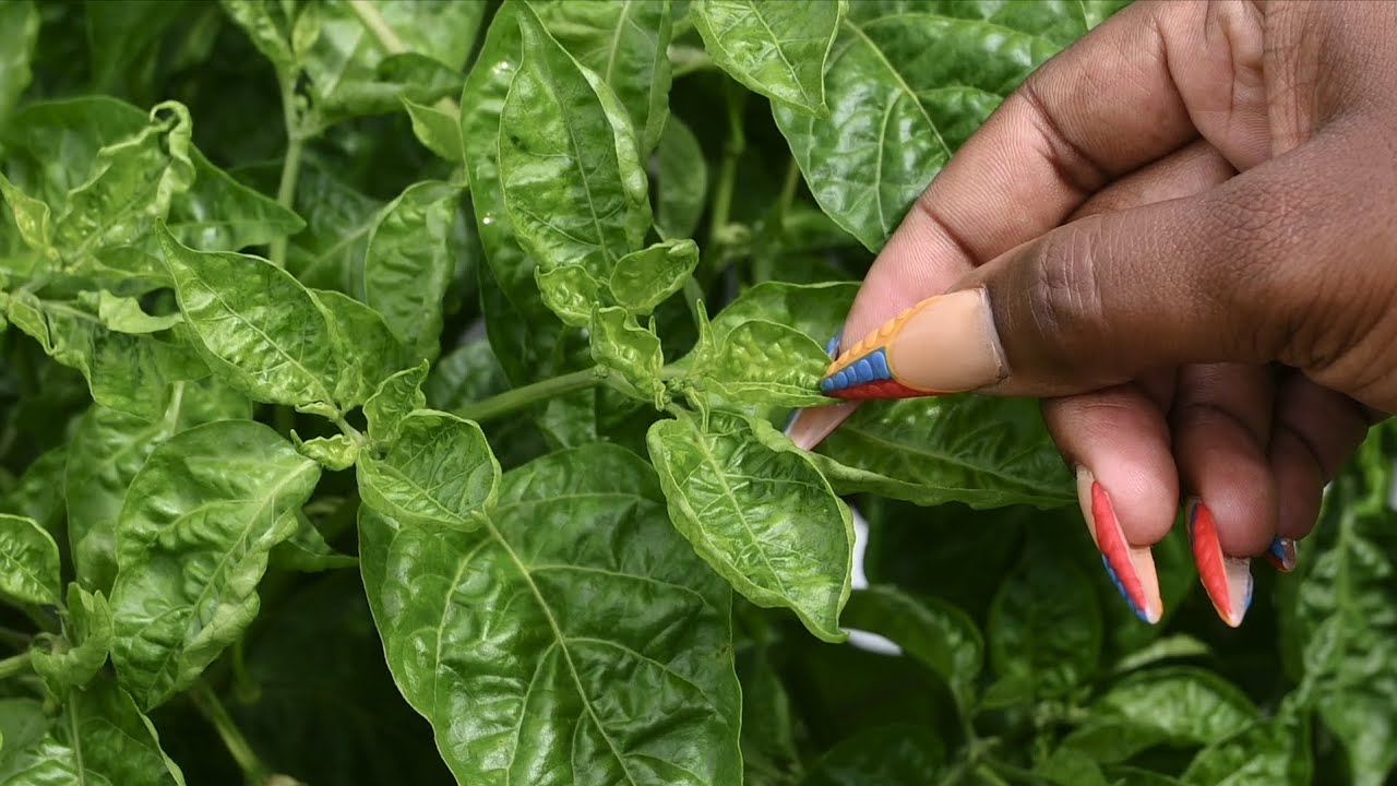 Exploring the impacts of rainfall while farming scotch bonnet peppers in Jamaica