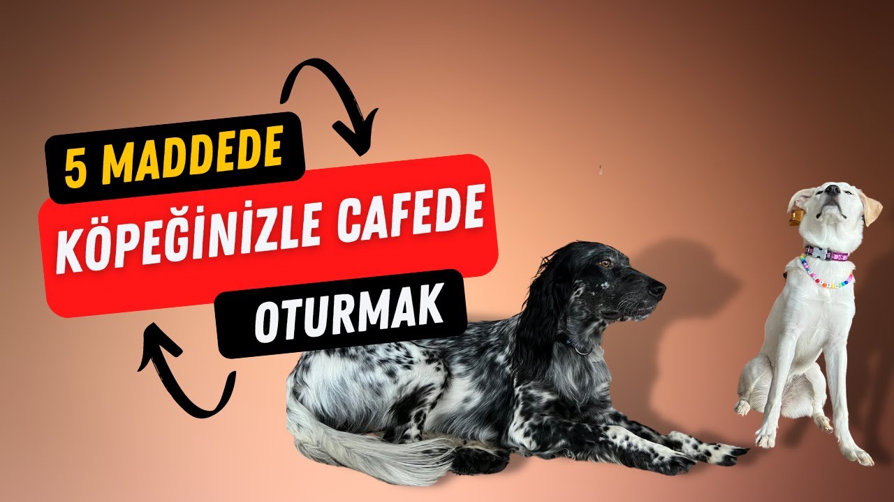 5 Maddede K&ouml;pekle Kafe Gezisi - (K&ouml;pek Eğitimi Videoları)