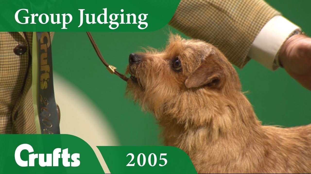 Norfolk Terrier wins the Terrier Group Judging at Crufts 2005