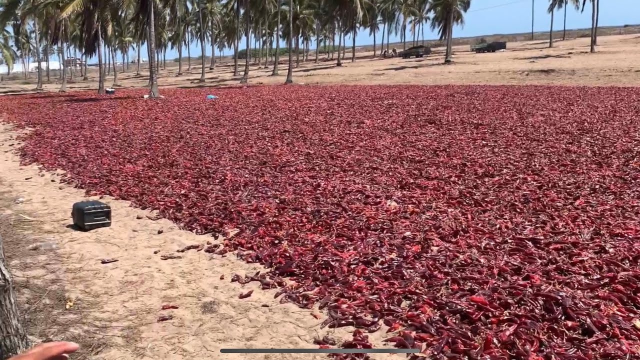 Secadero de chile guajillo en sinaloa mexico