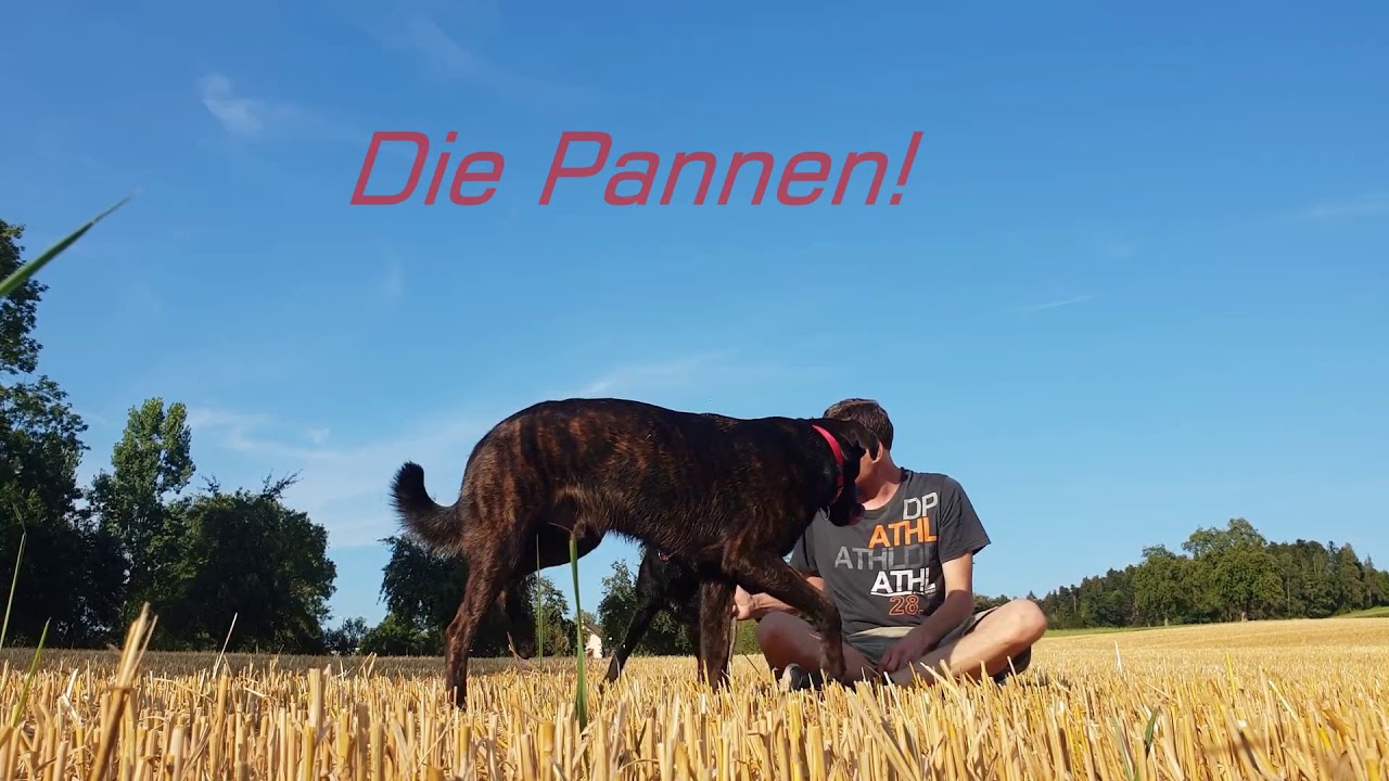 Impulskontrolle mit Katzenbegegnung