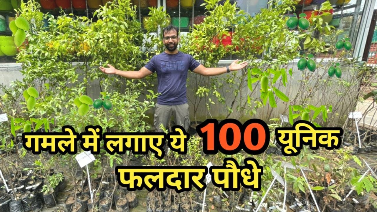 Indias Biggest FRUIT PLANTS NURSERY - 100 यूनिक फलदार पौधे at Mandi Rate in Delhi
