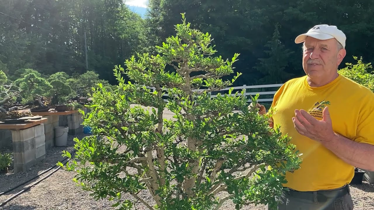 How to Prune Privet Bonsai