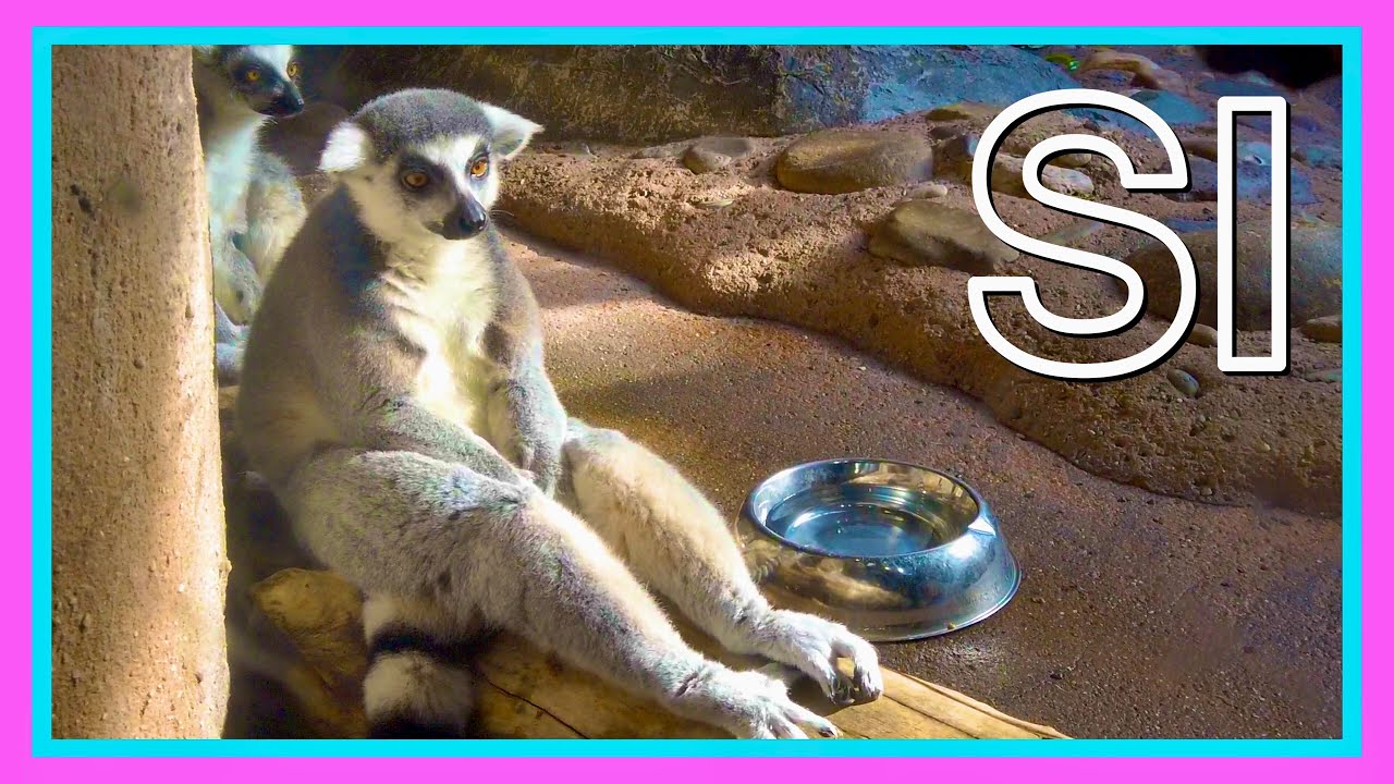 Staten Island, New York【Staten Island Zoo】Autumn 2020  Walking Tour, Travel Guide【4K】