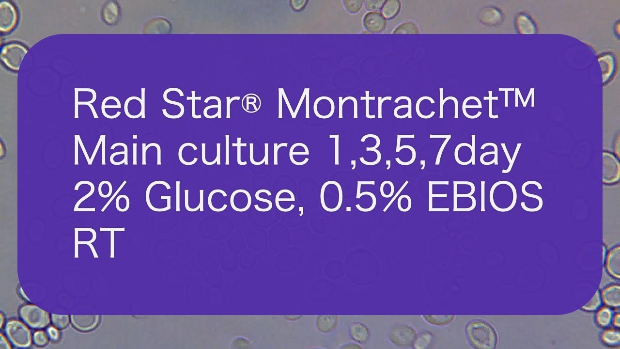 [Mr_Liquid_1,3,5,7d] Red Star&reg; Montrachet&trade;_Main culture 1,3,5,7d_2% Glucose, 0.5% EBIOS_RT