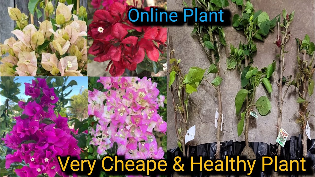 💯 Very Usefull Video 🤩 Online Bougainville Plants kaha se kharide || Kolkata Nursery