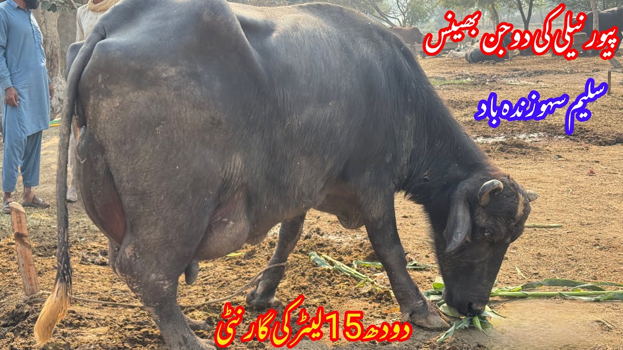 پیورنیلی کی دوجن بھینس دودھ15لیٹر والی براۓفروخت26نومبر | Top Nilli High Milking Buffalo for sale 