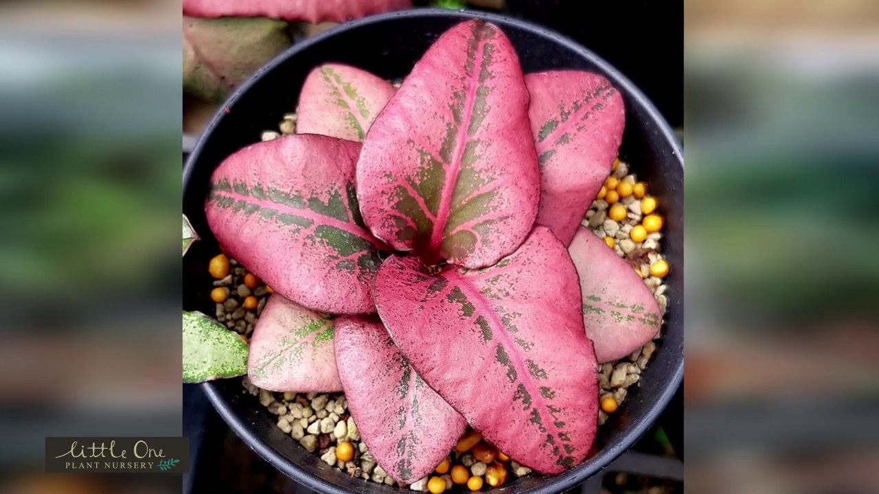 Selective breeding Euphorbia francoisii เทคนิคการเลือกคัดเลือกพ่อแม่พันธุ์ฟรองซัวร์