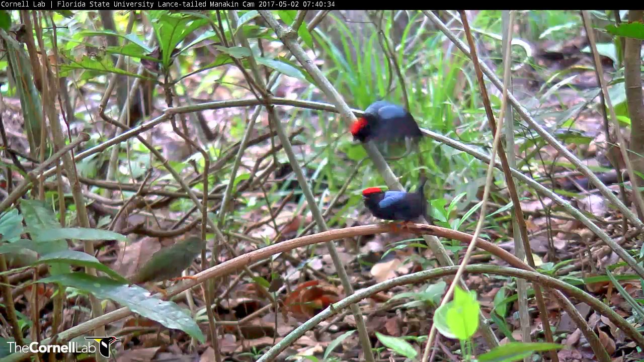 Early Morning Manakin Display to Female – May 2, 2017