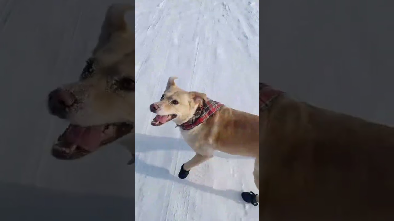 24(1)26 dogwalk to Central park tiktoklive upload -29C North Battlford, Saskatchewan 