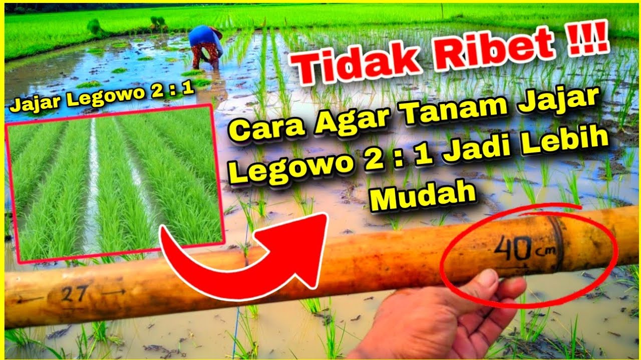Trik Cara Tanam Jajar Legowo 2 : 1 Agar Mudah, Tidak Ribet, Hasil Rapi Dan Cepat Selesai