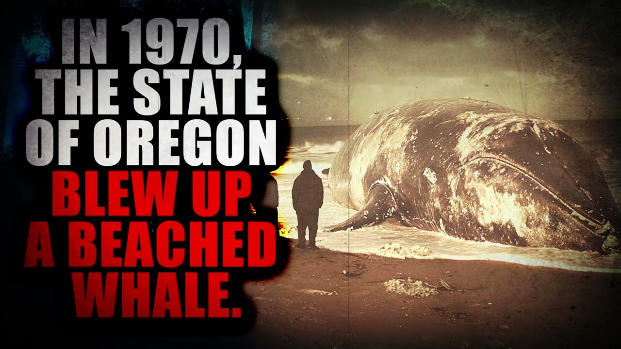 “In 1970, the state of Oregon blew up a beached whale” | Creepypasta Storytime
